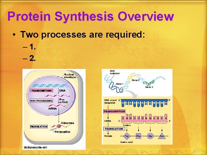 Protein Synthesis Overview • Two processes are required: – 1. – 2. 