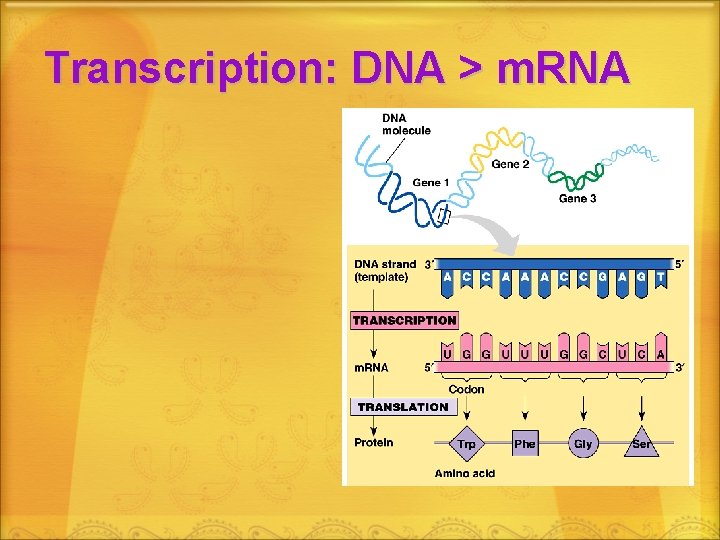 Transcription: DNA > m. RNA 