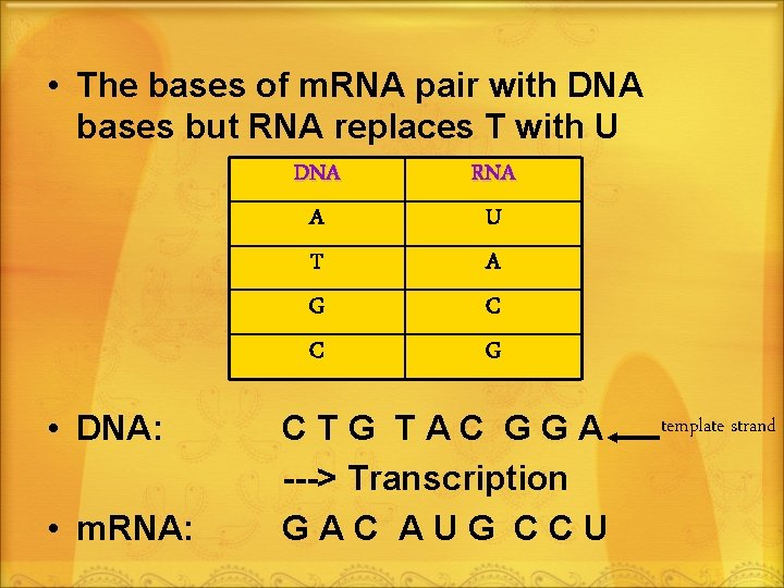  • The bases of m. RNA pair with DNA bases but RNA replaces