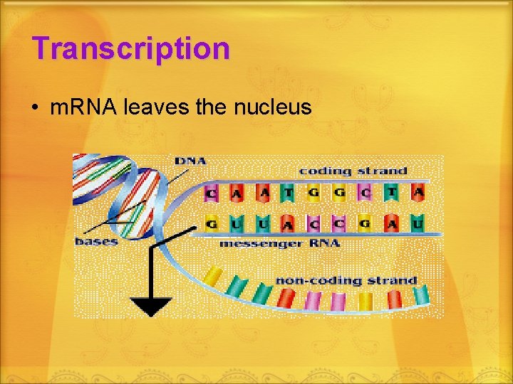 Transcription • m. RNA leaves the nucleus 