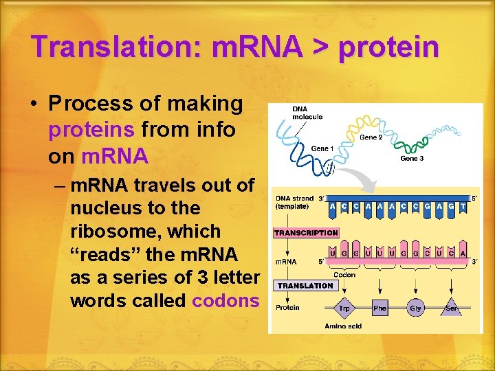 Translation: m. RNA > protein • Process of making proteins from info on m.