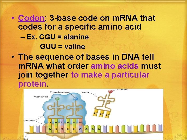  • Codon: Codon 3 -base code on m. RNA that codes for a