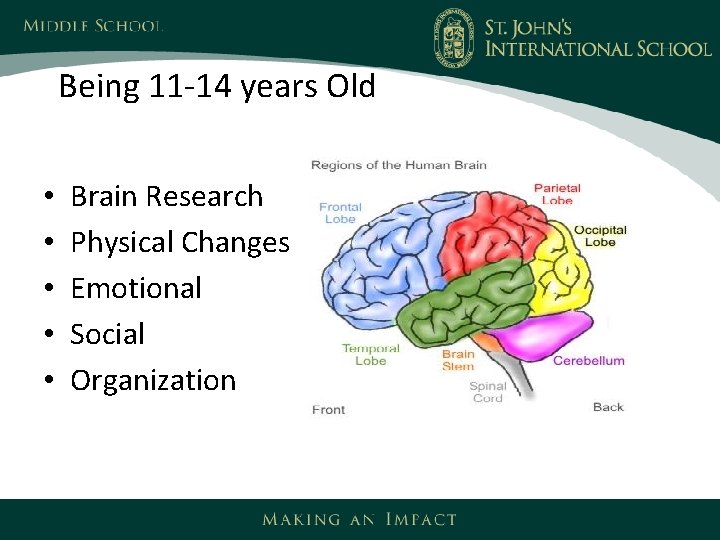 Being 11 -14 years Old • • • Brain Research Physical Changes Emotional Social