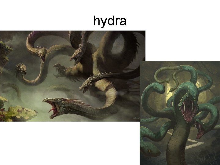 hydra 