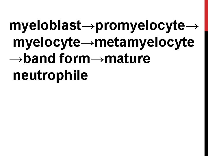 myeloblast→promyelocyte→metamyelocyte →band form→mature neutrophile 