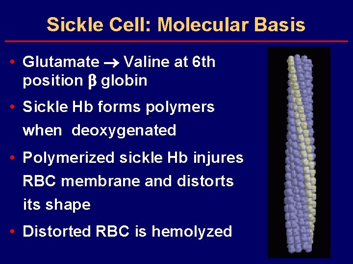Sickle Cell: Molecular Basis • Glutamate Valine at 6 th position b globin •