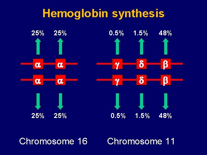 Hemoglobin synthesis 25% 0. 5% 1. 5% 48% a a g d b 25%