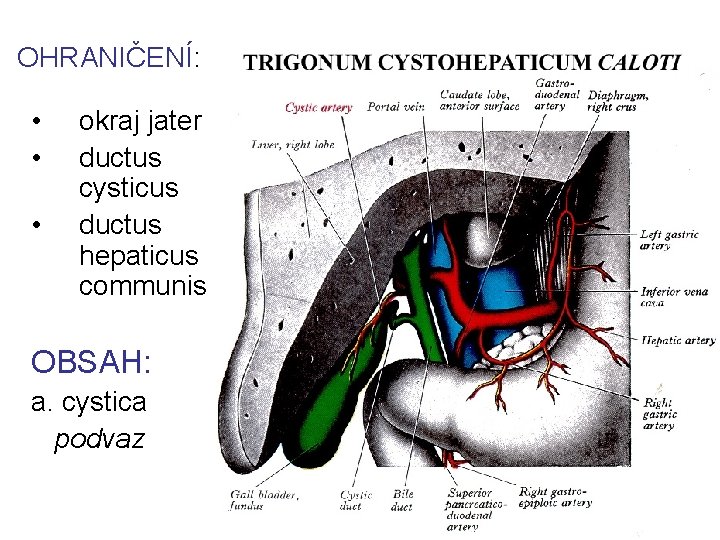 OHRANIČENÍ: • • • okraj jater ductus cysticus ductus hepaticus communis OBSAH: a. cystica