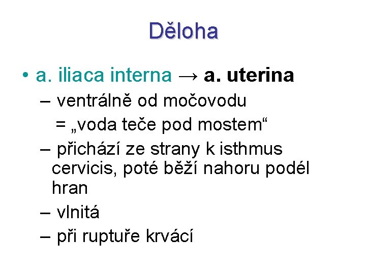 Děloha • a. iliaca interna → a. uterina – ventrálně od močovodu = „voda