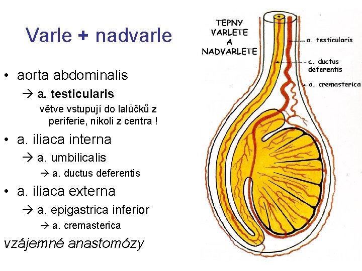 Varle + nadvarle • aorta abdominalis a. testicularis větve vstupují do lalůčků z periferie,