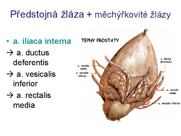 Předstojná žláza + měchýřkovité žlázy • a. iliaca interna a. ductus deferentis a. vesicalis