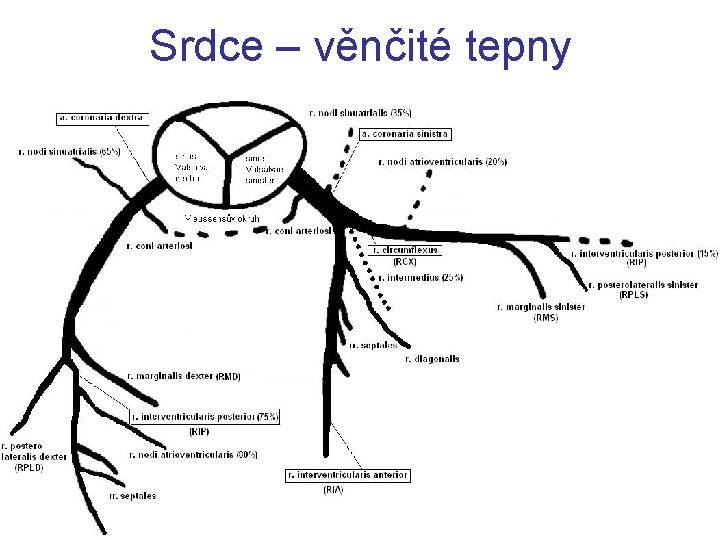 Srdce – věnčité tepny 