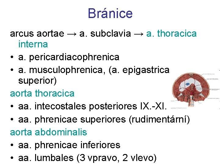 Bránice arcus aortae → a. subclavia → a. thoracica interna • a. pericardiacophrenica •