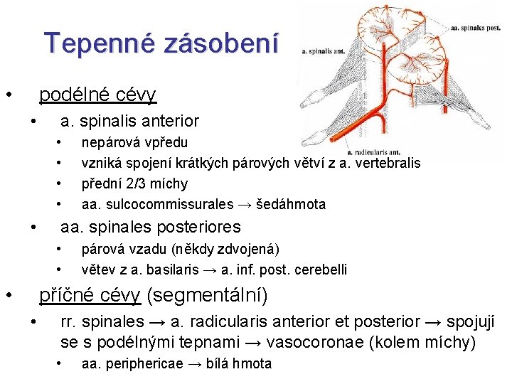 Tepenné zásobení • podélné cévy • a. spinalis anterior • • • aa. spinales