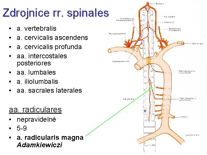 Zdrojnice rr. spinales • • a. vertebralis a. cervicalis ascendens a. cervicalis profunda aa.