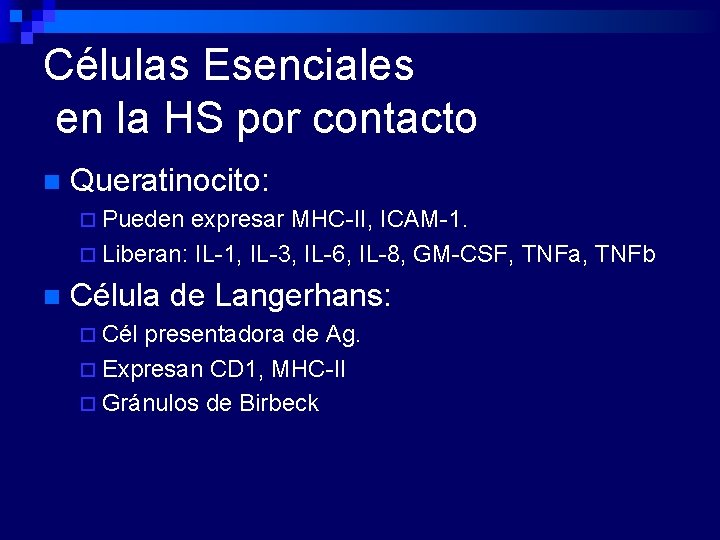 Células Esenciales en la HS por contacto n Queratinocito: ¨ Pueden expresar MHC-II, ICAM-1.