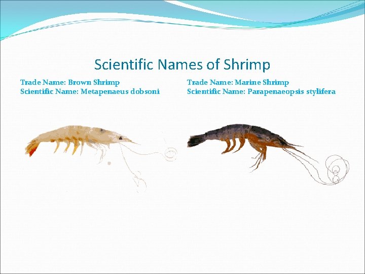 Scientific Names of Shrimp Trade Name: Brown Shrimp Scientific Name: Metapenaeus dobsoni Trade Name: