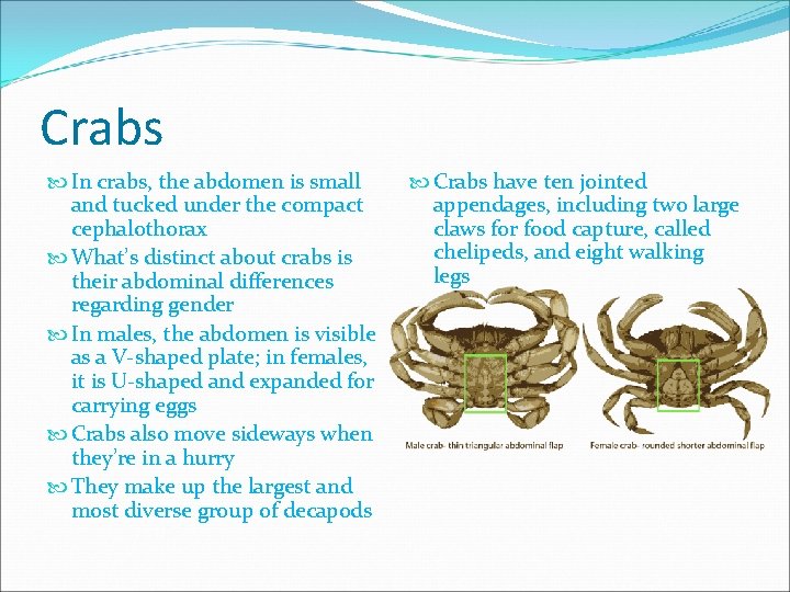 Crabs In crabs, the abdomen is small and tucked under the compact cephalothorax What’s