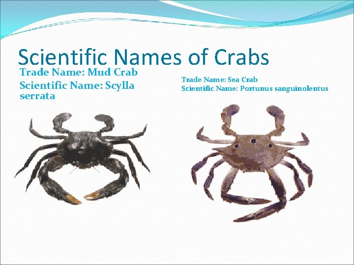 Scientific Names of Crabs Trade Name: Mud Crab Scientific Name: Scylla serrata Trade Name: