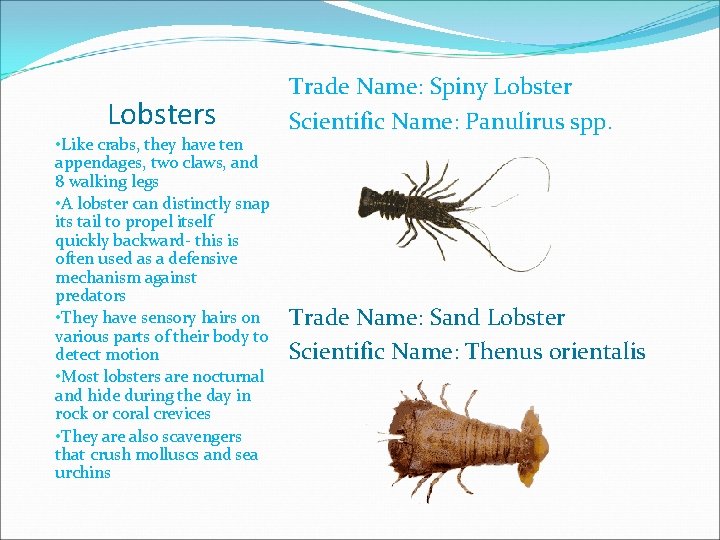 Lobsters • Like crabs, they have ten appendages, two claws, and 8 walking legs