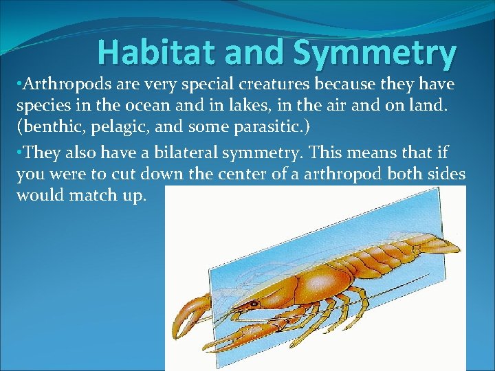 Habitat and Symmetry • Arthropods are very special creatures because they have species in