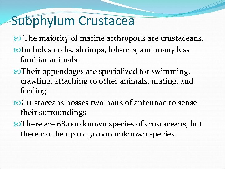 Subphylum Crustacea The majority of marine arthropods are crustaceans. Includes crabs, shrimps, lobsters, and