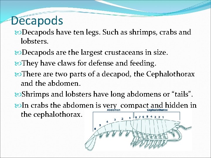 Decapods have ten legs. Such as shrimps, crabs and lobsters. Decapods are the largest