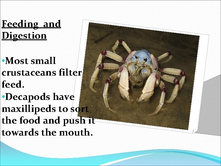 Feeding and Digestion • Most small crustaceans filter feed. • Decapods have maxillipeds to