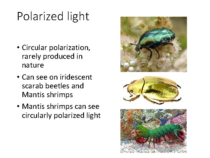 Polarized light • Circular polarization, rarely produced in nature • Can see on iridescent Polarized light • Circular polarization, rarely produced in nature • Can see on iridescent