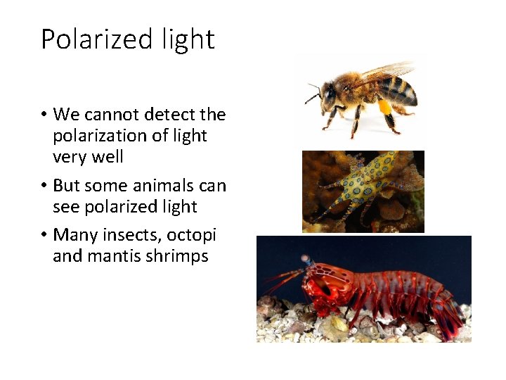 Polarized light • We cannot detect the polarization of light very well • But Polarized light • We cannot detect the polarization of light very well • But