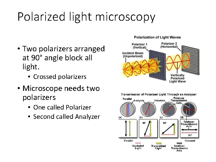 Polarized light microscopy • Two polarizers arranged at 90° angle block all light. • Polarized light microscopy • Two polarizers arranged at 90° angle block all light. •