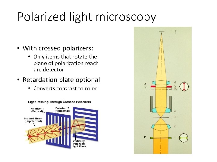 Polarized light microscopy • With crossed polarizers: • Only items that rotate the plane Polarized light microscopy • With crossed polarizers: • Only items that rotate the plane