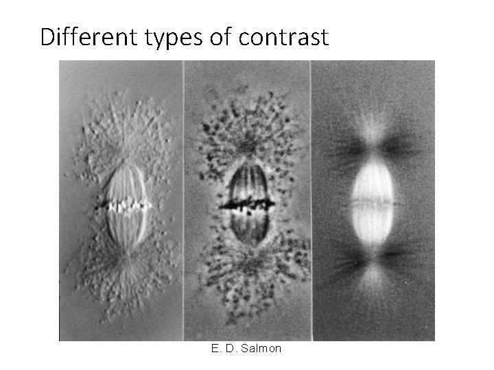 Different types of contrast E. D. Salmon Different types of contrast E. D. Salmon