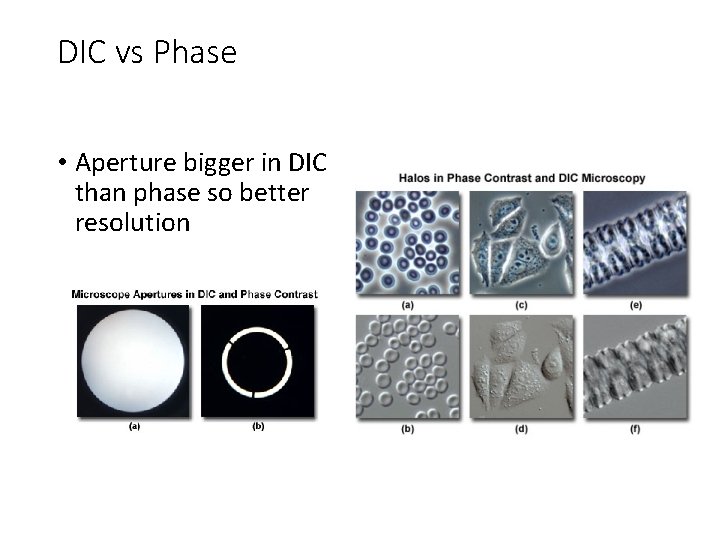 DIC vs Phase • Aperture bigger in DIC than phase so better resolution DIC vs Phase • Aperture bigger in DIC than phase so better resolution