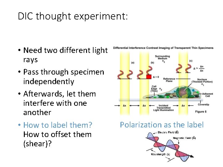 DIC thought experiment: • Need two different light rays • Pass through specimen independently DIC thought experiment: • Need two different light rays • Pass through specimen independently