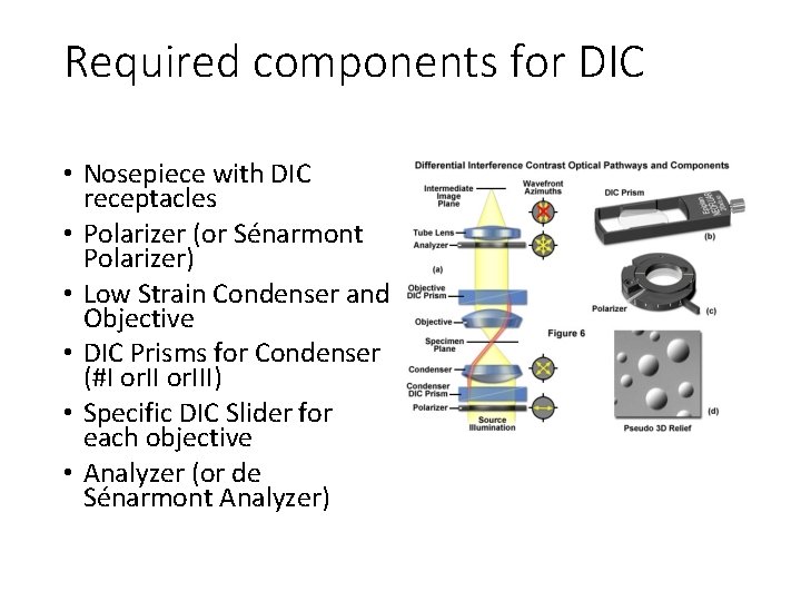 Required components for DIC • Nosepiece with DIC receptacles • Polarizer (or Sénarmont Polarizer) Required components for DIC • Nosepiece with DIC receptacles • Polarizer (or Sénarmont Polarizer)