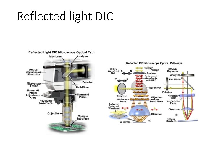 Reflected light DIC Reflected light DIC