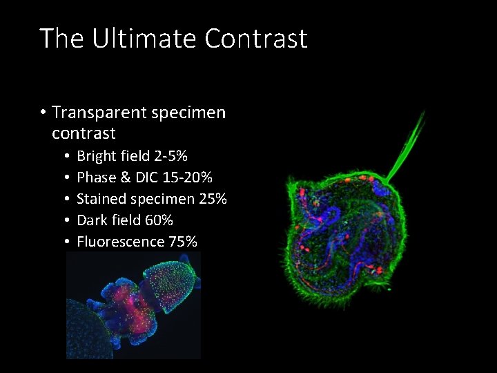The Ultimate Contrast • Transparent specimen contrast • • • Bright field 2 -5% The Ultimate Contrast • Transparent specimen contrast • • • Bright field 2 -5%