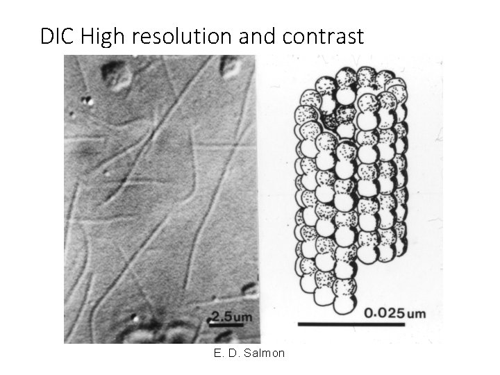 DIC High resolution and contrast E. D. Salmon DIC High resolution and contrast E. D. Salmon