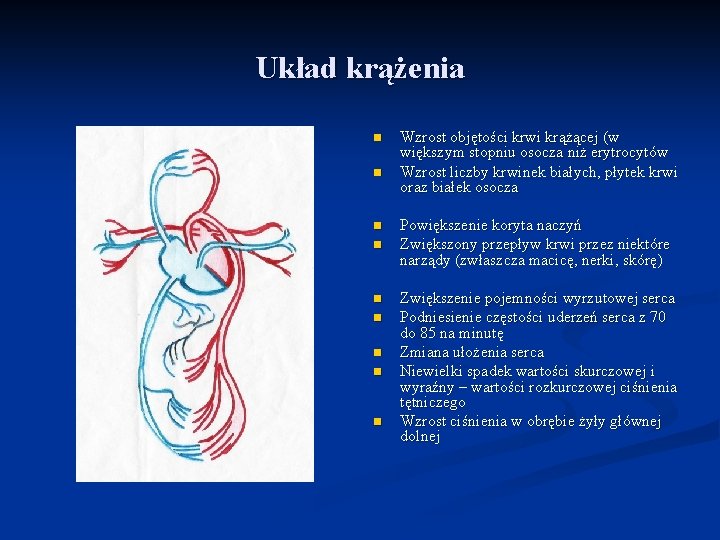 Układ krążenia n n n n n Wzrost objętości krwi krążącej (w większym stopniu