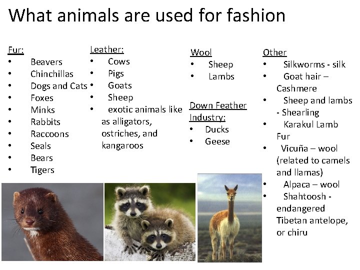 What animals are used for fashion Fur: • • • Leather: • Cows Beavers