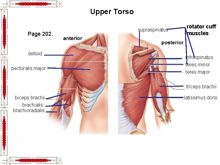 Upper Torso Page 202. deltoid pectoralis major supraspinatus rotator cuff muscles infraspinatus teres minor