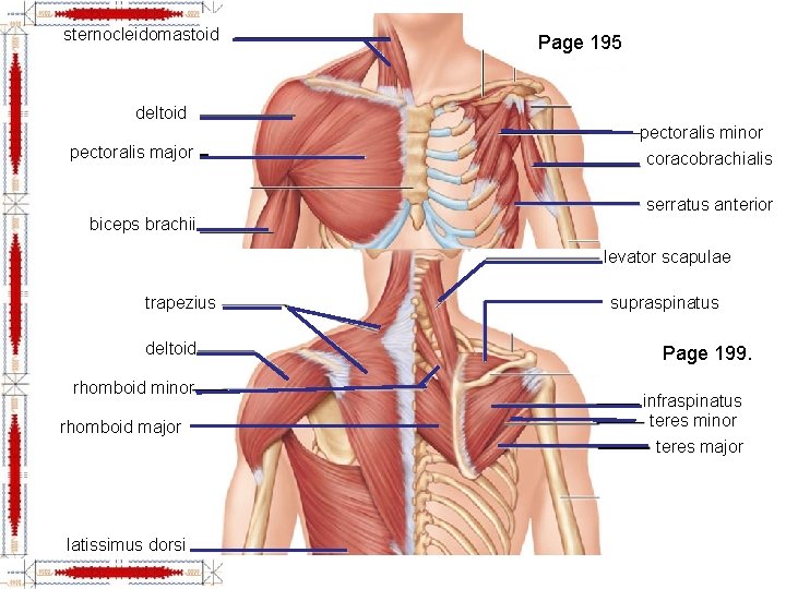 sternocleidomastoid Page 195 deltoid pectoralis minor pectoralis major coracobrachialis serratus anterior biceps brachii levator