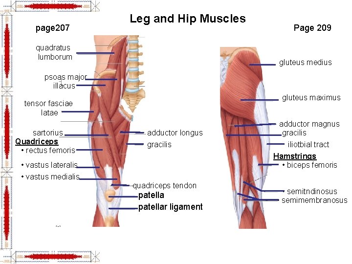 page 207 Leg and Hip Muscles quadratus lumborum Page 209 gluteus medius psoas major