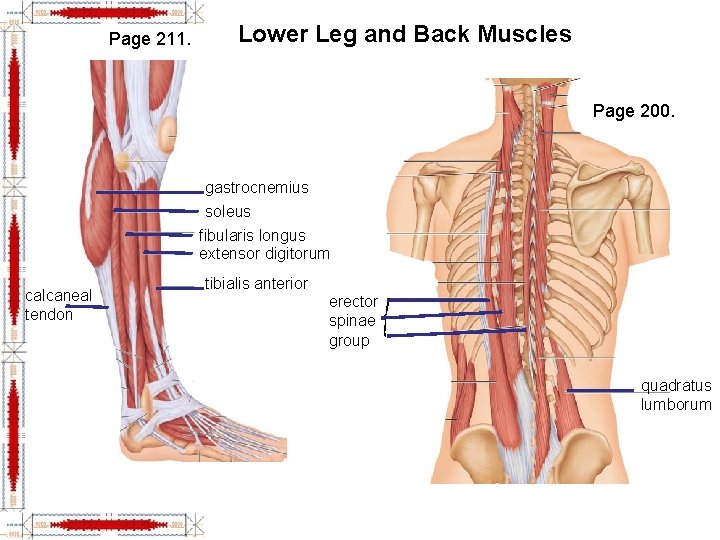 Page 211. Lower Leg and Back Muscles Page 200. gastrocnemius soleus fibularis longus extensor