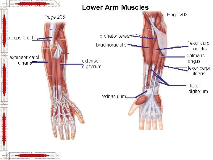 Lower Arm Muscles Page 203 Page 205. triceps brachii pronator teres brachioradialis extensor carpi