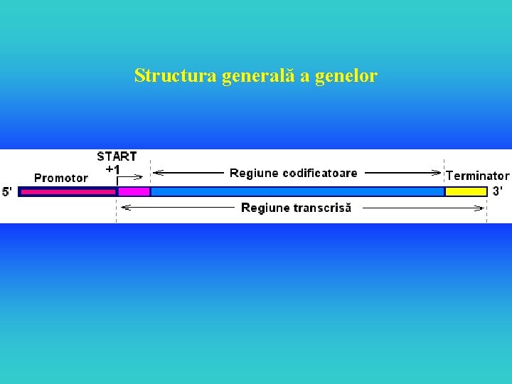 Structura generală a genelor 