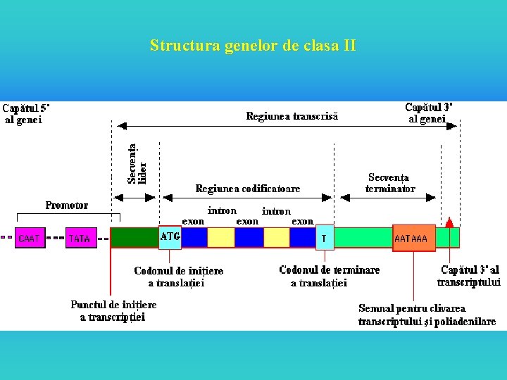 Structura genelor de clasa II 