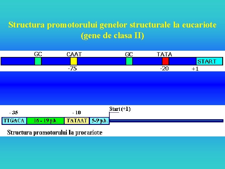 Structura promotorului genelor structurale la eucariote (gene de clasa II) 