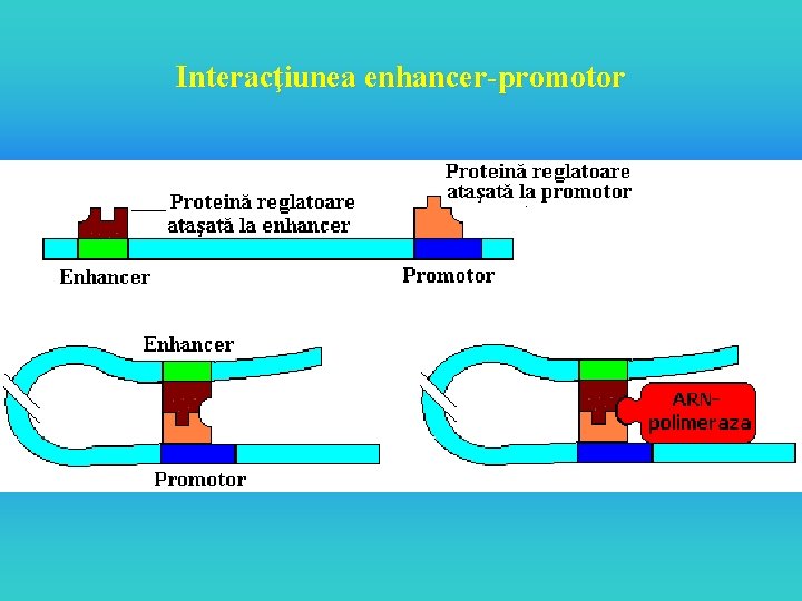 Interacţiunea enhancer-promotor 